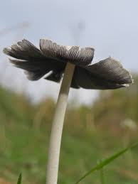 Image result for Coprinus lagopides