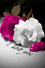 Share with you the beautiful flowers images, flowers whatsapp dp, nd the images of flowers for you. Whatsapp Dp Flowers Rose 842x1274 Wallpaper Teahub Io