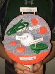4th Grade 3d Animal Cell Project Cells Project Animal Cell Animal Cells Model