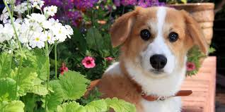 Last on our list of flowers safe for dogs are these beautiful gerberas—and thank goodness! These 13 Garden And Ornamental Plants Are Poisonous To Your Pet Uk Pets