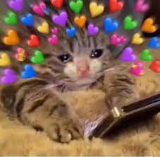 Crying Cat Meme Hearts Meme Wall Crying cat meme generator imgflip.