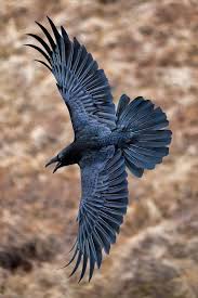 Black Bird With Two Long Tail Feathers Pin By Jeremy Pillow On Pticy Raven Bird Beautiful Birds Raven Wings