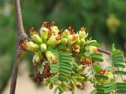 Image result for Libidibia coriaria