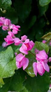 Coral Vine Tears Of The Bride Air Mata Pengantin In Bahasa Indonesia Pas Habis Disiram Jadi Kayak Air Mata Pengantin Beneran Ih Well Happy Tears Of Cou