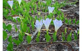 Image result for Bonamia velutina