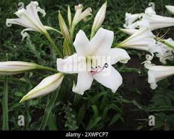 Image result for Crinum lugardiae