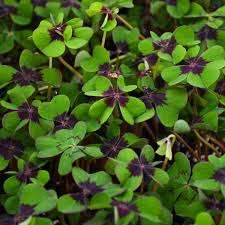 Image result for Oxalis tetraphylla