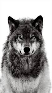 Pin By Berkay On Duvar Kagitlari Wolf Dog Wolf Photography Beautiful Wolves