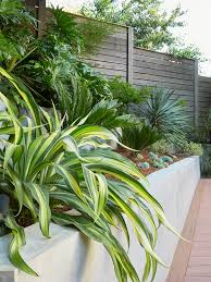 Image result for Belonophora