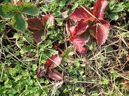 イチゴの紅葉 すどう農園