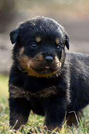 Pin By Jasmine Hatfield On Cute Baby Animals Rottweiler Puppies Rottweiler Puppies For Sale Rottweiler