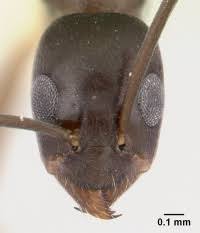 Image result for Angraecopsis gracillima