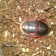 Despite their name, horseshoe crabs are more closely related to spiders, ticks, and scorpions than to crabs. Horseshoe Crab Roaches Roaches For Sale Cape Cod Roaches Dubia Discoid Hissers Pet