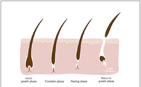 The anagen phase is the first stage of the hair growth cycle, and the most visible. Schematic Of Hair Growth And Hair Loss Stages Download Scientific Diagram