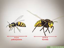 3 Ways To Identify Wasps Wikihow