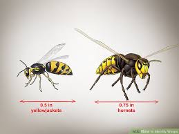 3 ways to identify wasps wikihow