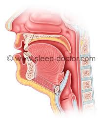 Image result for Hyoid Bone