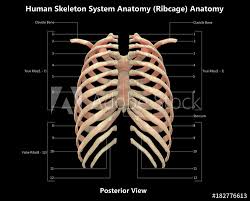 The sternum connects to the ribs by thin bands of cartilage called the costal cartilage. Human Skeleton System Rib Cage Detailed Labels Anatomy Posterior View Stock Illustration Adobe Stock