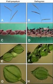 Image result for Paspalum