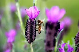 Herkese merhaba!bu videom da sizleri mor bahçelere götürmeye geldim. Isparta Keciborlu Nun Kendine Hayran Birakan Mor Kralicesi Lavanta Tarlalari Listelist Com