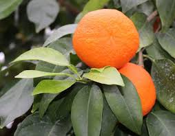 Check spelling or type a new query. No Good Tree Bears Bad Fruit