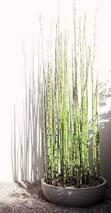 Pin By Jeffery Ridenour On Garden Pond Plants Reeds Plants Plants