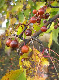 Pyrus calleryana, or the callery pear, is a species of pear tree native to china and vietnam, in the family rosaceae. Fruit Of Ornamental Pear Tree Sapulpa Oklahoma Ornamental Pear Tree Fruit Tree