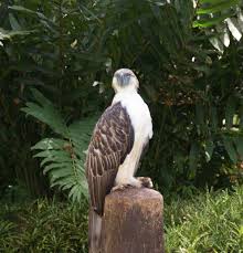 Philippine Eagle Rare Animals Endangered Animals Extinct Animals