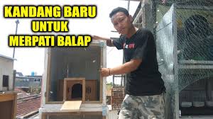 Cara membuat kandang burung merpati yang baik. Membuat Kandang Baru Untuk Merpati Balap Youtube