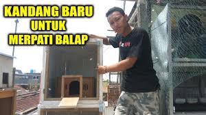 Cara menggunakan pagupon burung dara kipas. Membuat Kandang Baru Untuk Merpati Balap Youtube