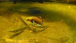 Topic Betta Channoides Male Seriously Fish