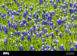 Image result for Eriosema vanderystii