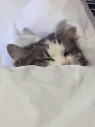 my cat sleeps in bed tucked up like a human cats cat sleeping sleepy cat