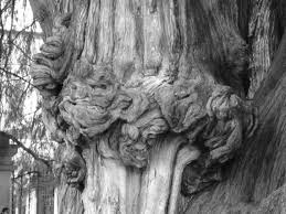 El Arbol Del Tule The Tule Tree Greek Statue Tree Forest Lion Sculpture
