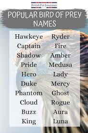You just need to click on the youtube link which server youtube video you want to watch. Popular Bird Of Prey Names Birds Name List Pets Names