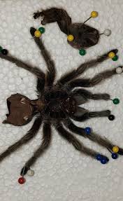 Chilean Rose Hair Molted 9 1 2019 Rose Hair Molt Hair