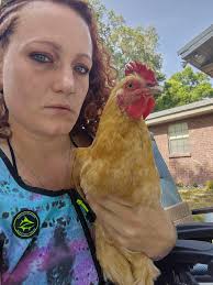 Is my new backyard chicken a rooster or a hen?