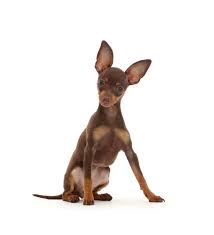 Shop wayfair for all the best brown & tan oriental area rugs. Brown And Tan Miniature Pinscher Puppy With Ears Up Print 19114013