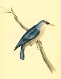Zoologist studied animals, their behavior & interactions with ecosystems. Zoological Illustrations Vol I