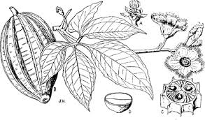 Image result for Telfairia occidentalis