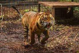 La imagen para el dibujo la tome de referencia de unas imagenes (que no. Sumatran Tigress Corina Released Into The Wild Cgtn