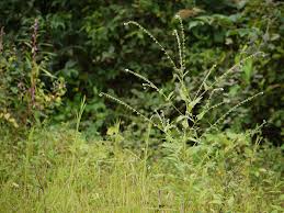 Image result for Cynoglossum lanceolatum