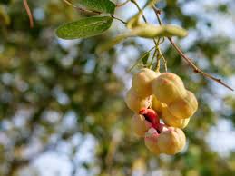 Image result for Pithecellobium dulce