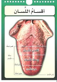 مخارج الحروف العربية للدكتور أيمن سويد Kitap Listeleri Kitap Arapca Dili