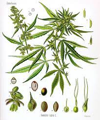 Trees can really destroy a fence fast. Cannabis Wikipedia