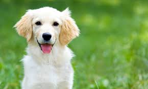 Best Dog Walkers in Eagle Pass, TX