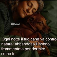 Questo cane aspetta ancora i dolcetti dal suo vicino di casa 94enne  deceduto 😭🕊️