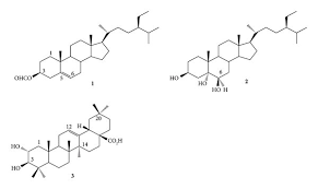 Image result for Kotschya stolonifera