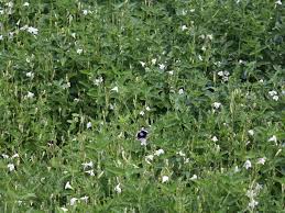 Image result for Asystasia glandulosa