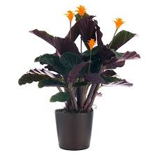 Eternal Flame Calathea Crocata